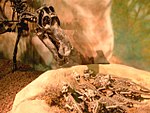 The hadrosaur Maisaura may have cared for its young. Maiasaurusnest.jpg