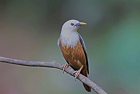 Malabar Starling (Sturnia blythii), Kanazawa Natural Park, 金沢自然公園 Yokohama City