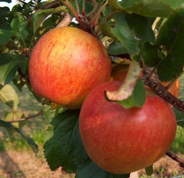 File:Malus-Rubinette.jpg