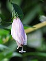 Petals closed type Hibiscus from Koovery