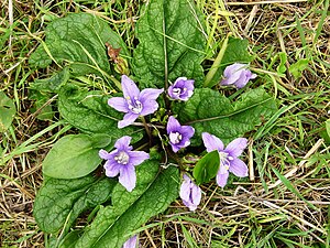 Almindelig mandrake (Mandragora officinarum)