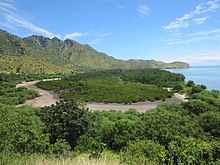 A mangrove patch east of One Dollar Beach, East Timor, in 2013 Mangrove patch behind Cristo Rei, 13 Apr 2013.jpg