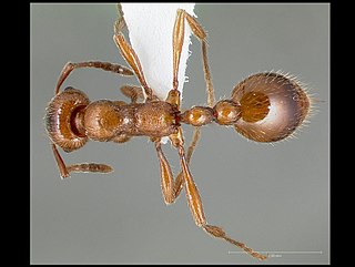 <i>Manica hunteri</i> Species of ant