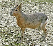 List of mammals of South America - Wikipedia