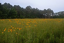 Marysee Prairie Preserve in the Big Thicket region of southeast Texas. Liberty Co. Texas; 22 May 2020 Marysee Prairie (2XA) CR 2077, Liberty Co. TX; 22 May 2020.jpg