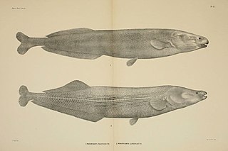 <i>Mormyrops</i> genus of fishes