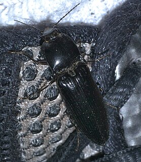 <i>Melanactes</i> genus of insects