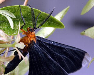 <i>Melanchroia chephise</i> Species of moth