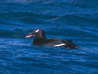 Stejnegers scoter Species of bird