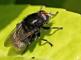 Merodon equestris