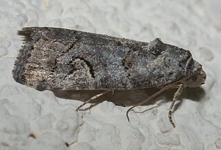 <i>Metaponpneumata</i> Genus and species of moth