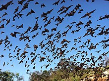Mexican Free-Tailed Bats: As a result of climate change, bat ranges in Mexico are shifting due to declining habitat suitability. Mexican free-tailed bats (9413220937).jpg
