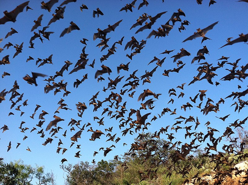 File:Mexican free-tailed bats (9413220937).jpg