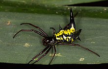 Micrathena vigorsi from Colombia to Brazil Micrathena sp. (14758694903).jpg