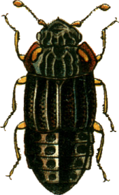 Micropeplus fulvus Jacobson.png