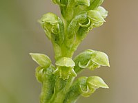 Microtis unifolia 模式種