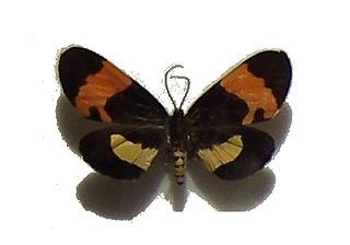 <i>Milionia exultans</i> Species of moth