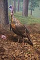 A Bird of the Deciduous Forest, Wild Turkey, Georgia