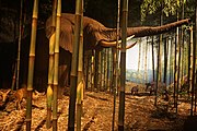 Salt Lick in the Bamboo Forest