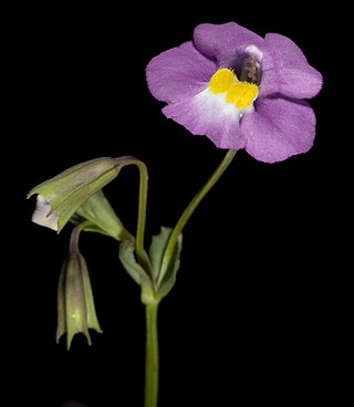 <i>Mimulus gracilis</i> Species of flowering plant