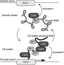 Model of the molecular mechanism of Gomafu Model of the molecular mechanism of Gomafu.png