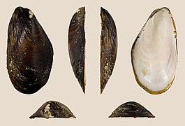 Modiolus modiolus (Northern Horsemussel), left valve