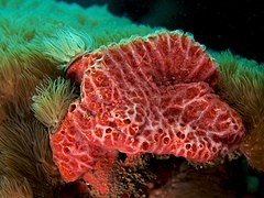 Description de l'image Monanchora unguifera (Pink Lumpy sponge).jpg.