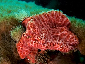 Resim açıklaması Monanchora unguifera (Pink Lumpy sponge) .jpg.