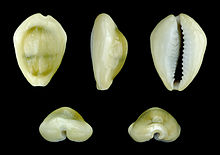 Cowrie Shell, Natural Sea Shell, Kenyan Cowrie Shells, Cowry Shells  ,African Shell Beads, Cowrie Shell Beads, Natural Shell Beads, sea bead