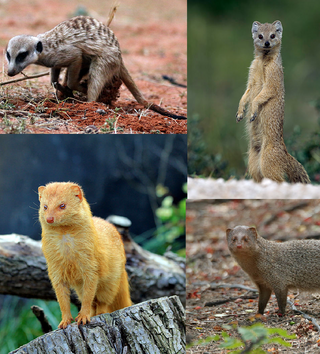<span class="mw-page-title-main">Mongoose</span> Family of mammals in Africa and Asia