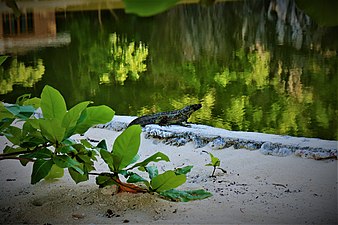 Monitor lizard at Tugawe lagoon