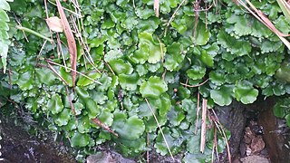 <i>Monoclea</i> Genus of liverworts