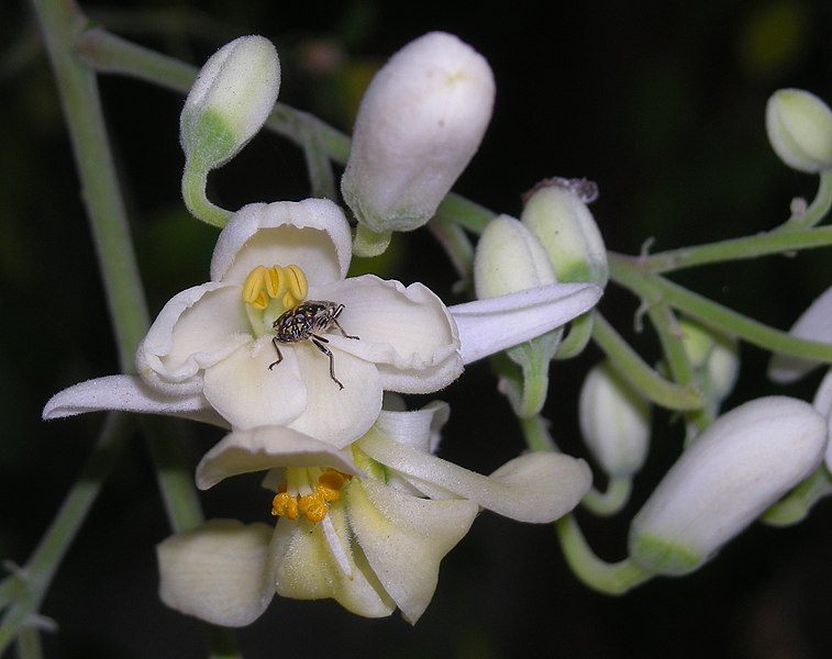 File:Moringa Oleifera edit1.jpg