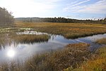 Våtmark mellan Stendammen och Helgesjön.