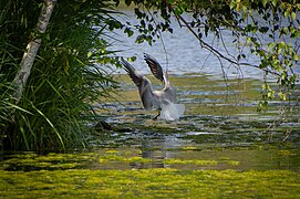 Mouette rieuse (Larus ridibundus) chassant un ragondin (Myocastor coypus)