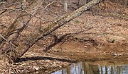Thumbnail for Jakes Run (Little Muncy Creek tributary)