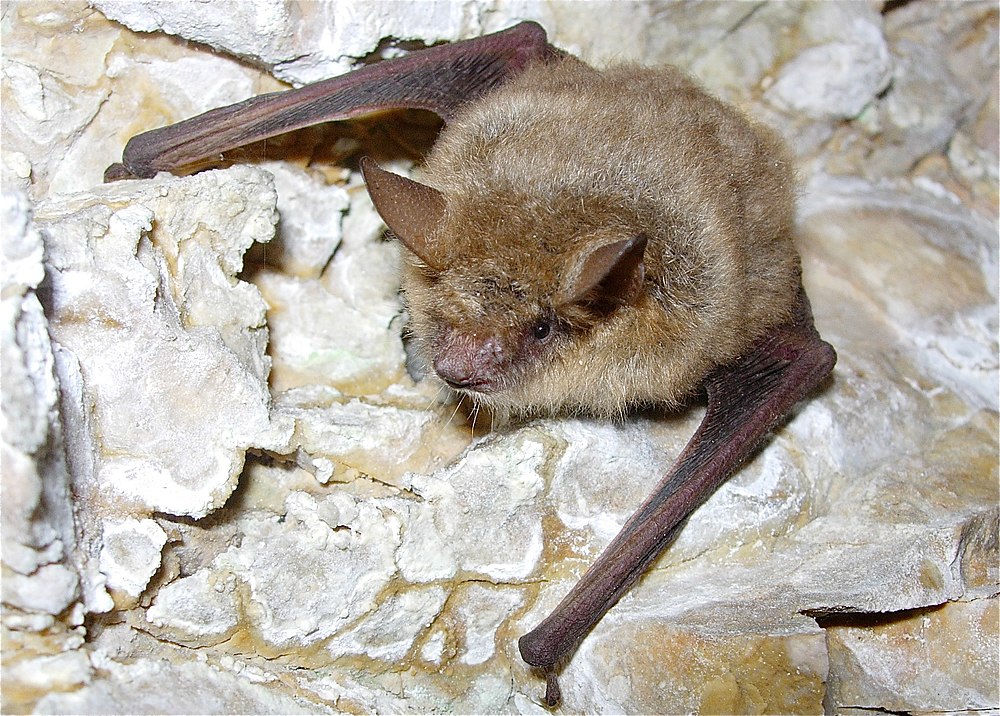 A Geoffroy's bat gets as old as 18 years