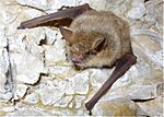 Myotis emarginatus - dr Karol Tabarelli de Fatis.jpg