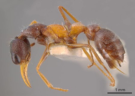 Myrmecia rubicunda antweb1008290 p 1 high.jpg