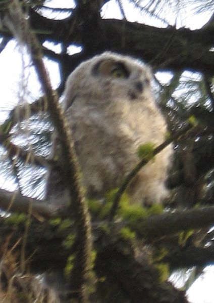 File:MysteryOwl.jpg