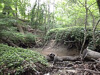 Photograph of the site where the fossils were found (2010) NHL Marl Pit 2.JPG