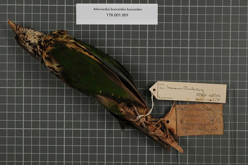File:Naturalis Biodiversity Center - RMNH.AVES.143202 2 - Ailuroedus buccoides buccoides (Temminck, 1835) - Ptilonorhynchidae - bird skin specimen.jpeg