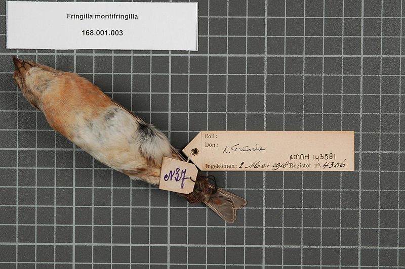 File:Naturalis Biodiversity Center - RMNH.AVES.143581 2 - Fringilla montifringilla Linnaeus, 1758 - Fringillidae - bird skin specimen.jpeg