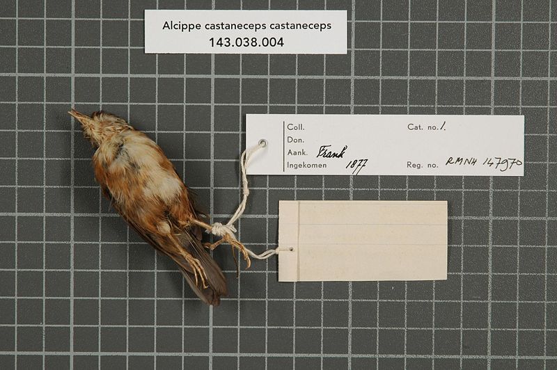 File:Naturalis Biodiversity Center - RMNH.AVES.147970 2 - Alcippe castaneceps castaneceps (Hodgson, 1837) - Timaliidae - bird skin specimen.jpeg