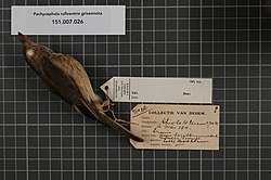 Naturalis Biodiversity Center - RMNH.AVES.14884 1 - Pachycephala rufiventris griseonota Gray, 1862 - Pachycephalidae - bird skin specimen.jpeg