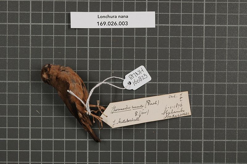 File:Naturalis Biodiversity Center - RMNH.AVES.160823 1 - Lonchura nana (Pucheran, 1845) - Estrildidae - bird skin specimen.jpeg