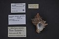 Naturalis Biodiversity Center - ZMA.MOLL.27037 - Hexaplex trunculus (Linnaeus, 1758) - Muricidae - Mollusc shell.jpeg