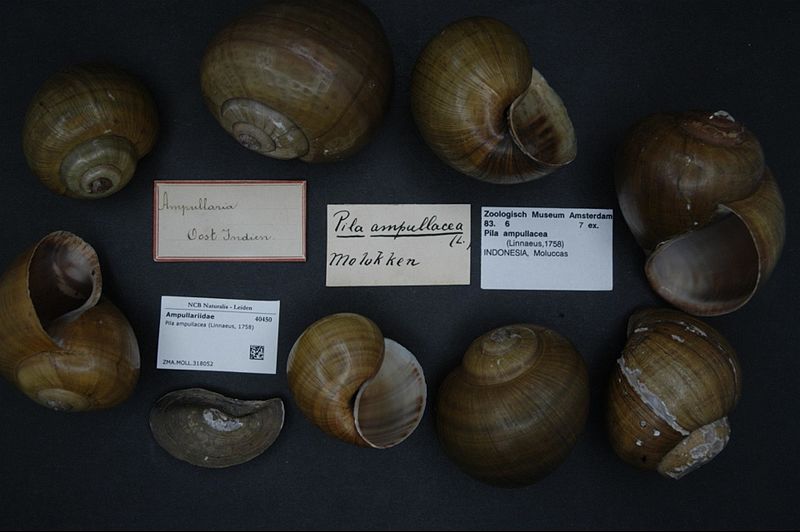 File:Naturalis Biodiversity Center - ZMA.MOLL.318052 - Pila ampullacea (Linnaeus, 1758) - Ampullariidae - Mollusc shell.jpeg