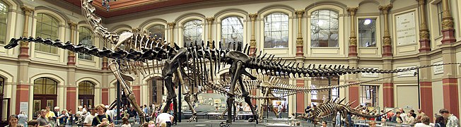 Skelett eines Diplodocus in der Dinosaurierhalle