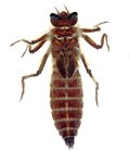 Thumbnail for Neopetalia punctata